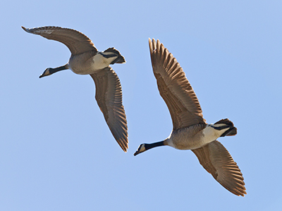 Zugvogel