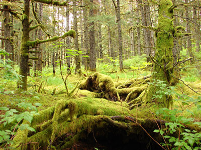 Fjords & Rainforest