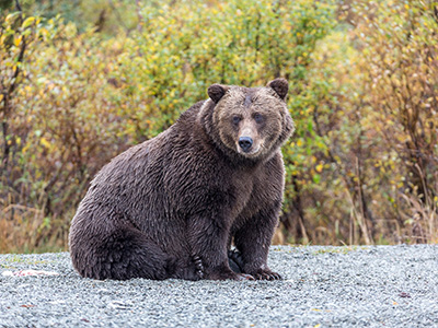 Redoubt Bay Bear Tour