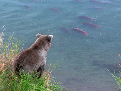 Bears at Brooks Camp