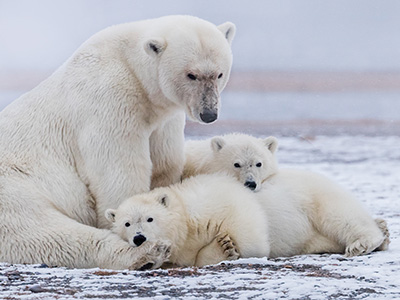 Polar Bear Day Tour