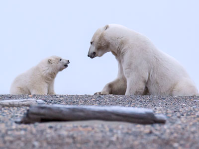 Polar Bear Package