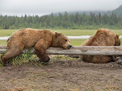 Chinitna Bay Bear Tour