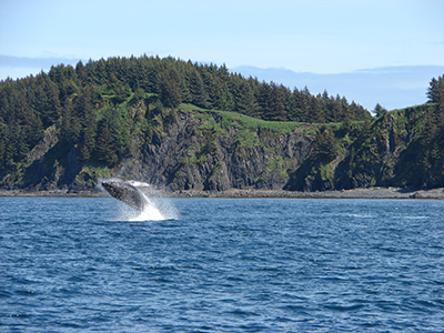 Bears, Whales and Glaciers