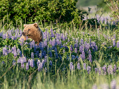 Volcanoes & Bears