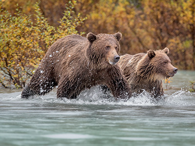 Lake Clark Bear Tour