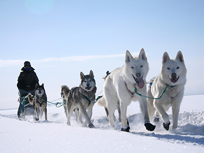 Winter Trails