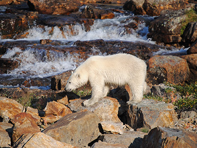 Nunavik's Big Three