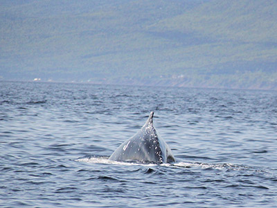 Walbeobachtung auf den Mingan Inseln