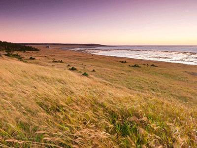 Anticosti Island - Land des Weisswedelhirsches