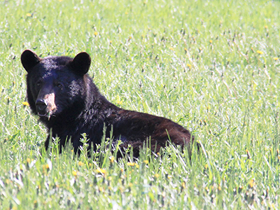Schwarzbären- und Wildbeobachtung