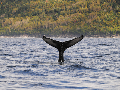 Walbeobachtung in Tadoussac