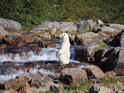 Nunavik Safari Camp