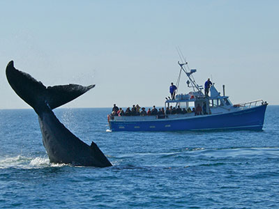 Atlantic Wildlife