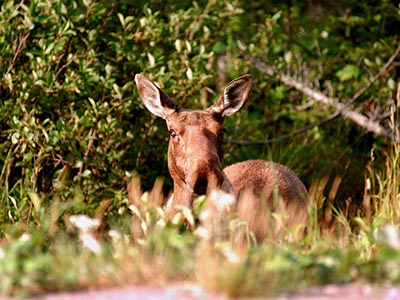 Lure of the Labrador Wild