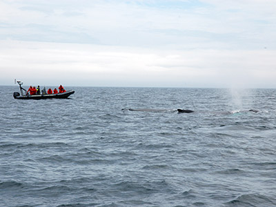 Walbeobachtung Trinity Bay