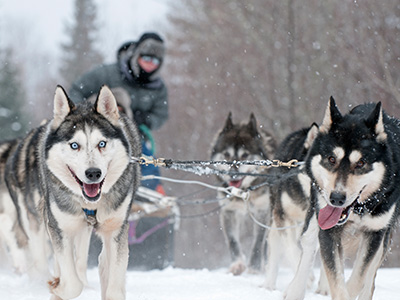 Dogsledding Adventure