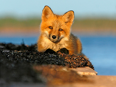 Tierbeobachtungen | Ostkanada