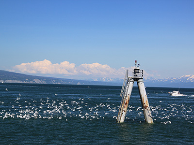 Halibut Fishing Tour