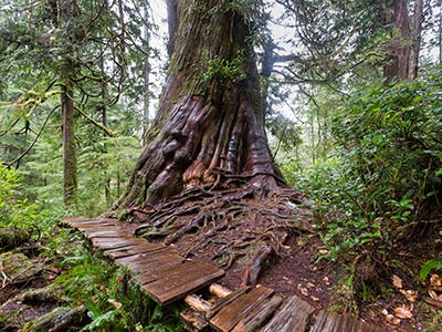 Kayak and Hiking Tour Tofino