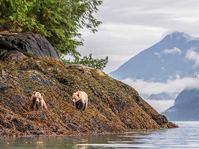 Sailcone's Grizzly Bear Lodge