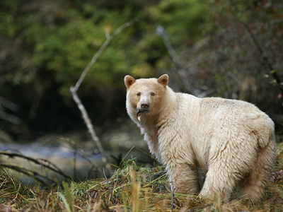 Spirit Bear Lodge