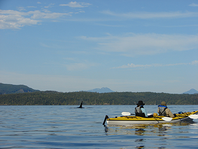 The Sound of Orcas