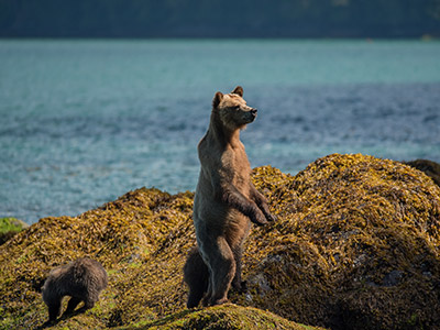 Vancouver Island Wildlife