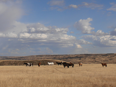 Ranchland and Prairies