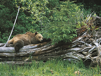 Natur und Tiere Westkanadas