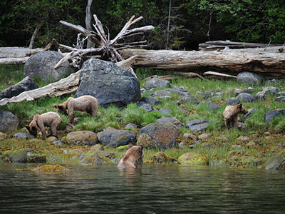 Whales, Bears & Vancouver Island