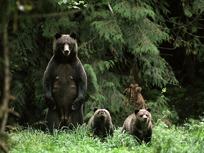 Grizzly Bear Safari