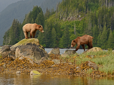 Alle Tierbeobachtungen in Westkanada