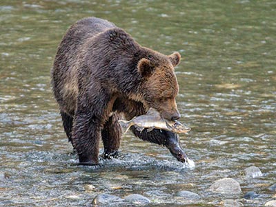 Grizzlies of Toba - Klahoose Wilderness Resort