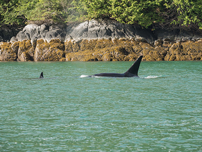 Walbeobachtung in Campbell River