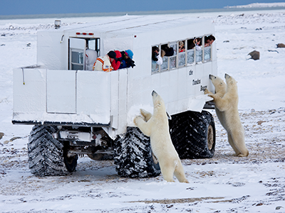 Manitoba Polar Bears