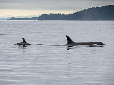 Walbeobachtung in Telegraph Cove