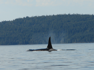 Walbeobachtung in Tofino