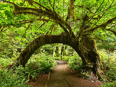 3. Teil | Olympic Nationalpark WA