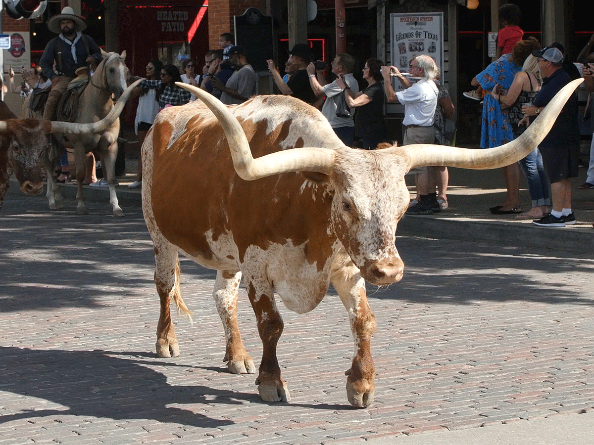 Route 66 & Texas Hill Country