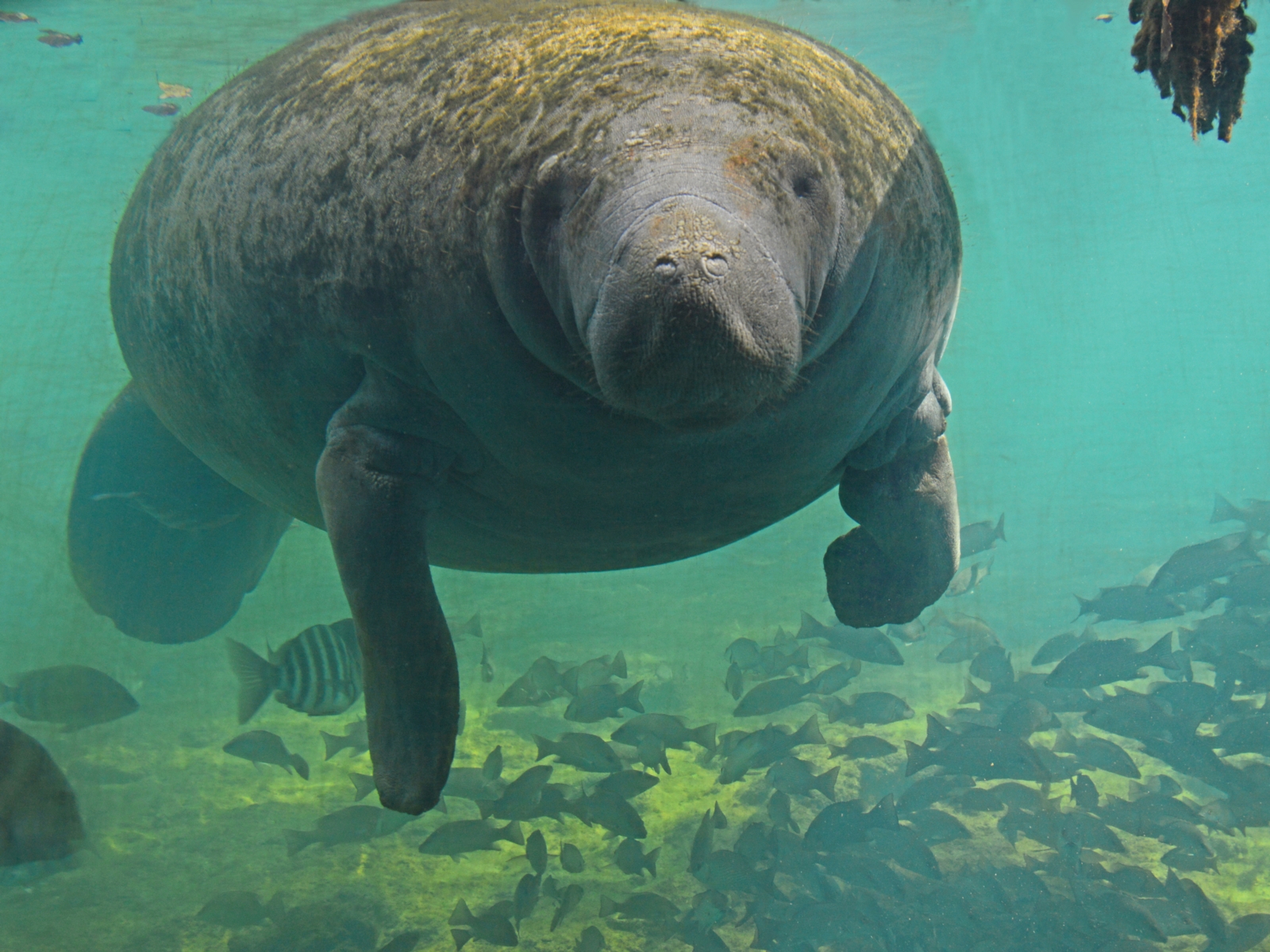 Snorkeling with Manatees