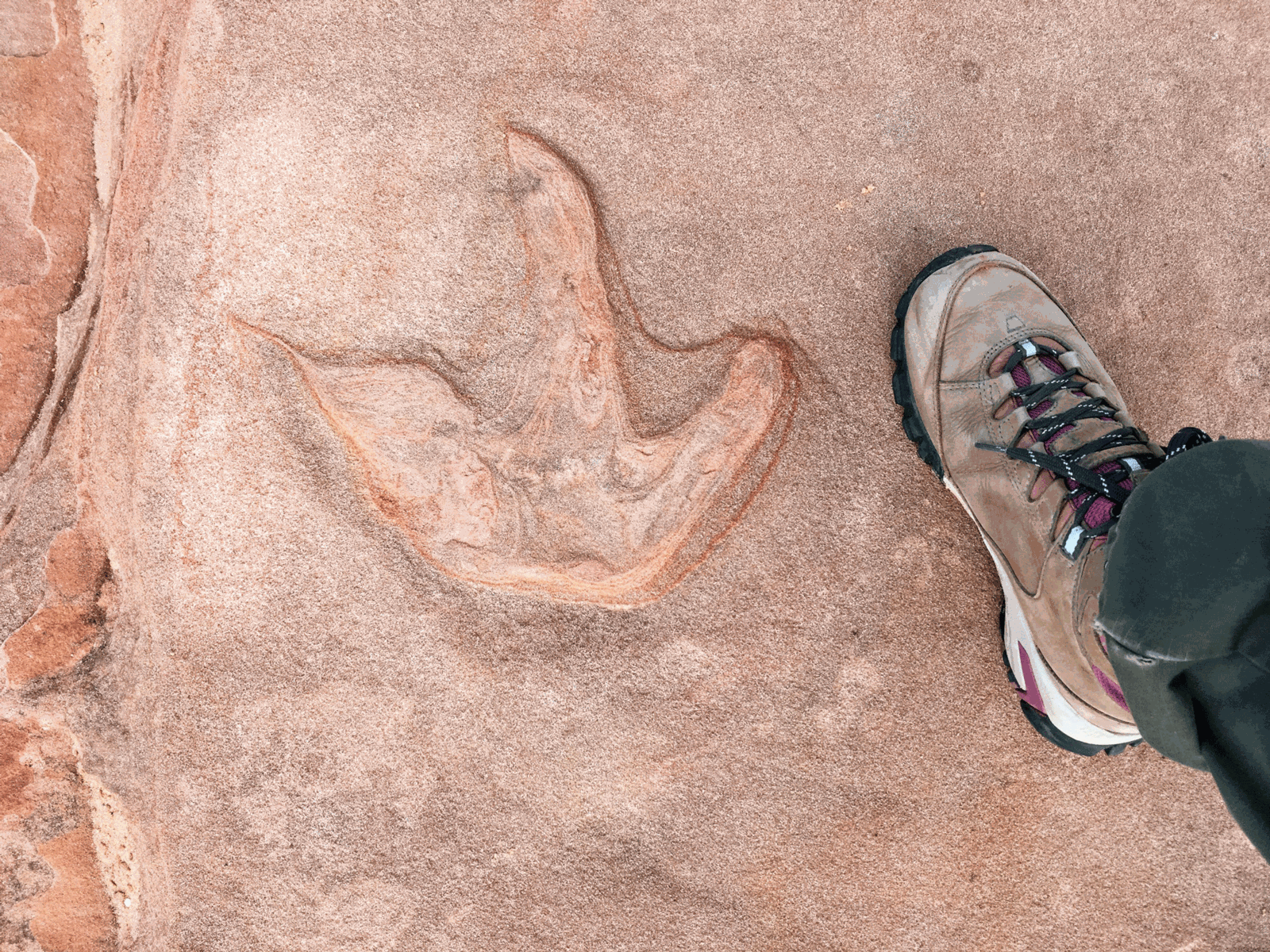 Peekaboo & Dinosaur Tracks