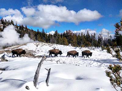 Yellowstone im Winter