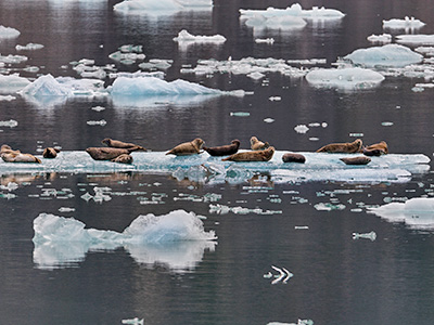 Glaciers & Alaska Fjords