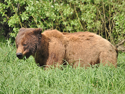 The Great Bear Rainforest