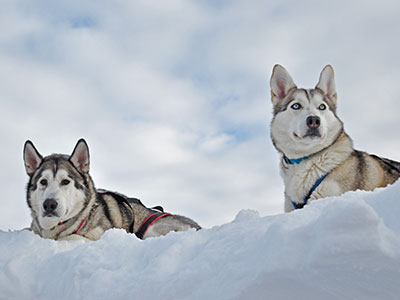 Schneeschuhtrekking mit Huskies