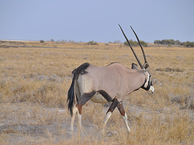 Namibia bis Victoria Falls