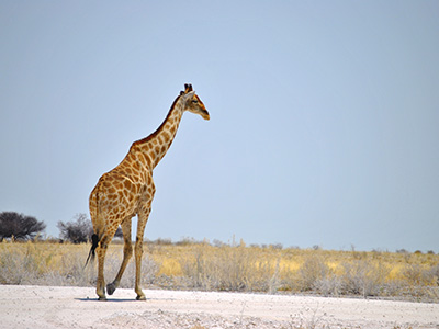 Namibia Klassisch