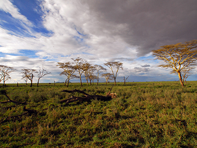 Big Five Tanzania