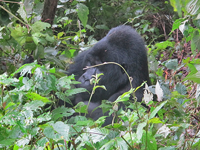 Gorillas im Nebel